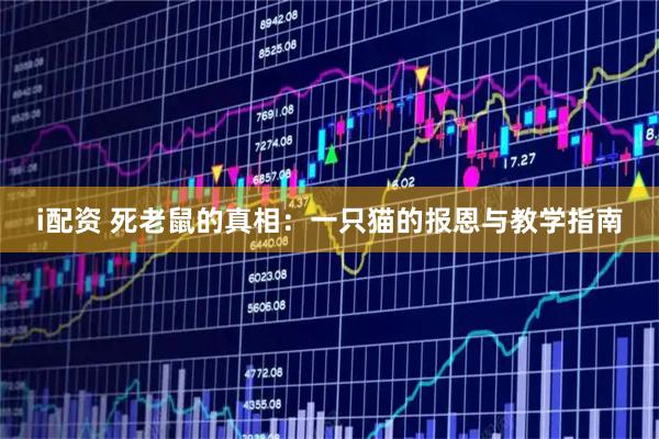 i配资 死老鼠的真相:一只猫的报恩与教学指南
